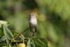 Spotted Flycatcher at Priory Park (Steve Arlow) (46966 bytes)
